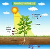 Diagram showing process of photosynthesis in plant 2189173 Vector Art ...