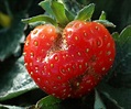 Stinging insects of the strawberry : aphids, thrips - Resources and ...