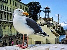 The Bird of Alcatraz Photograph by Nigel Fletcher-Jones | Pixels