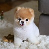 Boo : L'histoire du chien le plus mignon au monde - YZGeneration