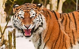 Fotos de Tigres en HD - Imagenes de Pantheras Tigris | Fotos e Imágenes ...