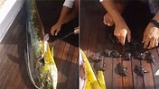 殘酷大自然！鬼頭刀貪吃被捕 竟在肚中挖出10多小海龜 | 國際 | 三立新聞網 SETN.COM