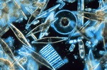 Bacillariophyta — Wikipédia Diatomée | Nível trófico, Os oceanos, Oceanos