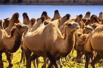 Como os camelos armazenam água? - Site de Curiosidades