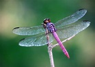 Free Dragonfly Stock Photo - FreeImages.com