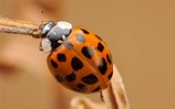Image Ladybugs Orange Macro animal Closeup 3840x2400