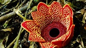 Parasitic plant | botany | Britannica.com