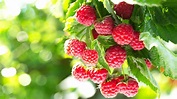 21 Best Raspberry Varieties For Home Gardens