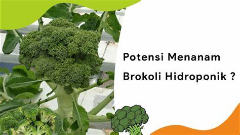 Keuntungan Membuat Brokoli Hidroponik