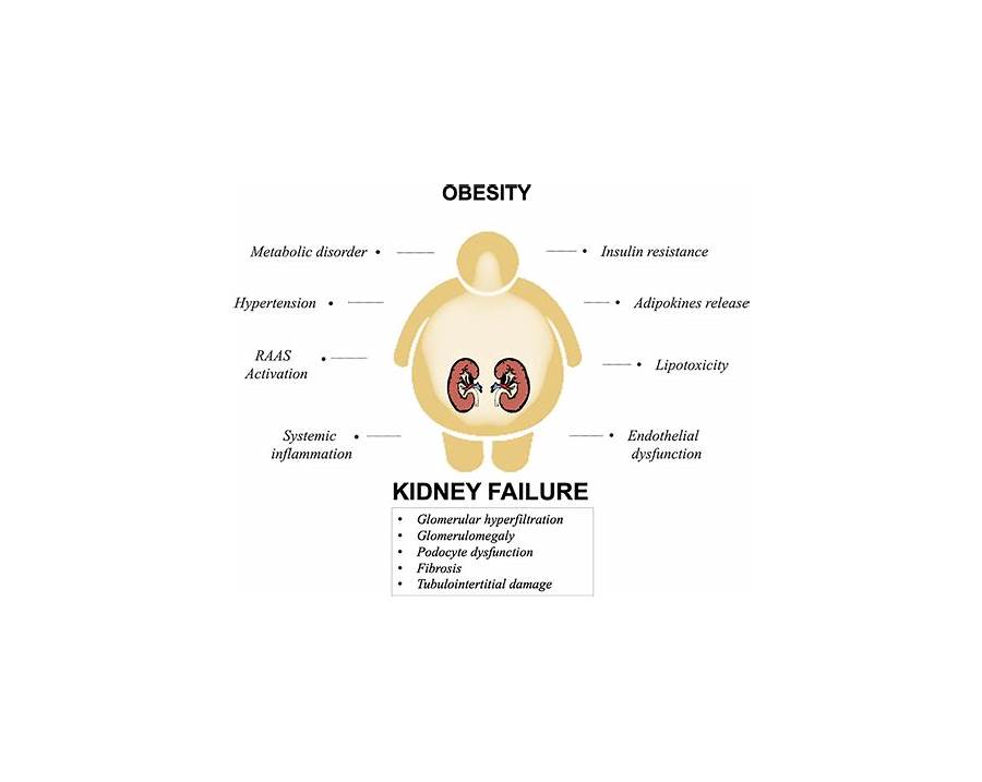 Kidney damage due to high protein diet