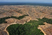Penebangan Hutan Indonesia