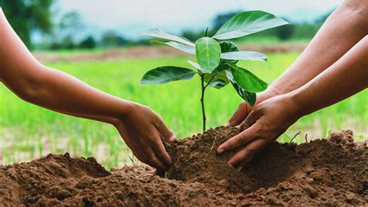 1. Plantando árvores E Arbustos, Plantas