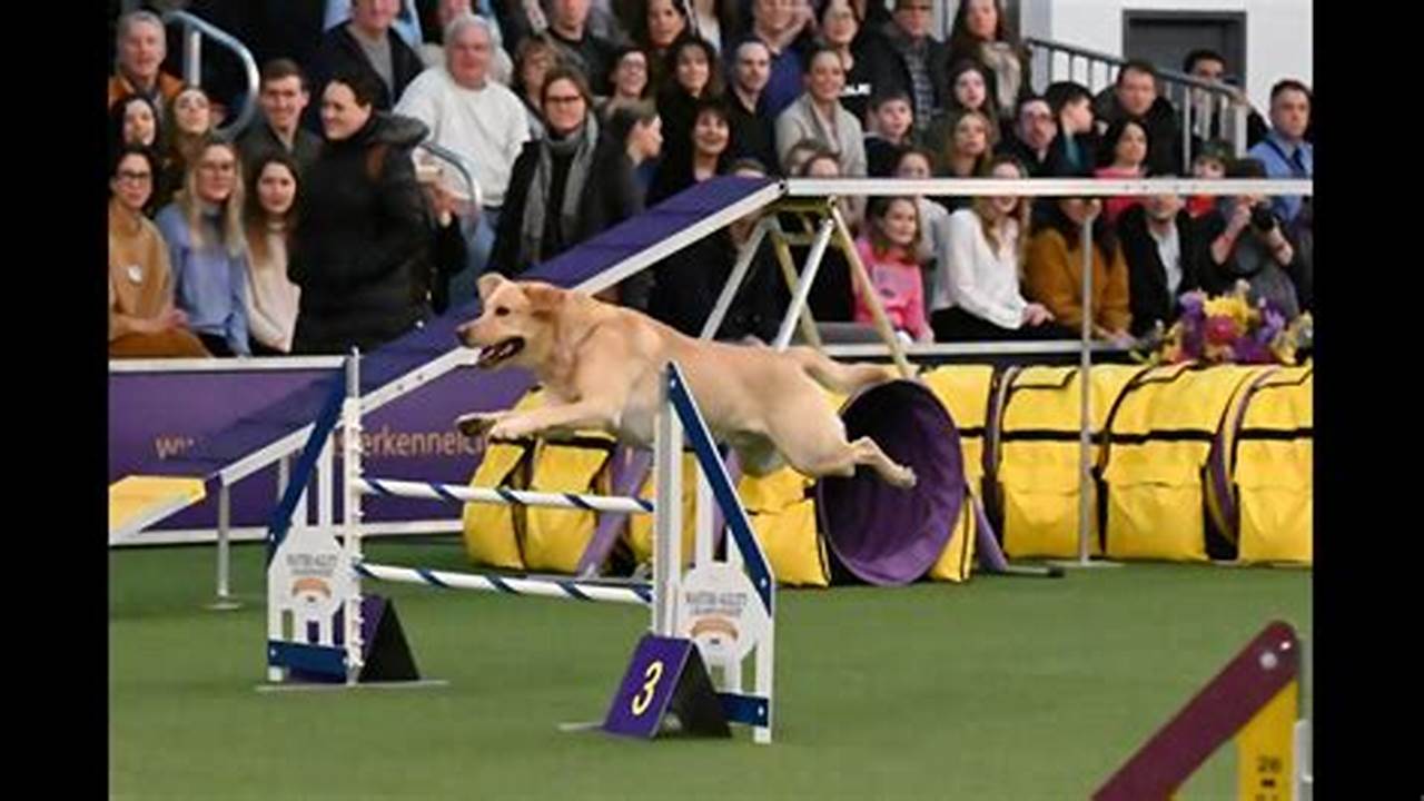 11Th Annual Masters Agility Championship., 2024