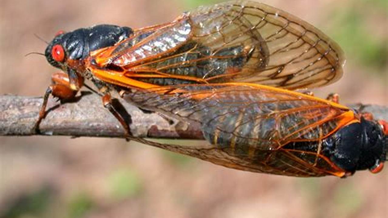 17 Year Cicadas In Illinois 2024