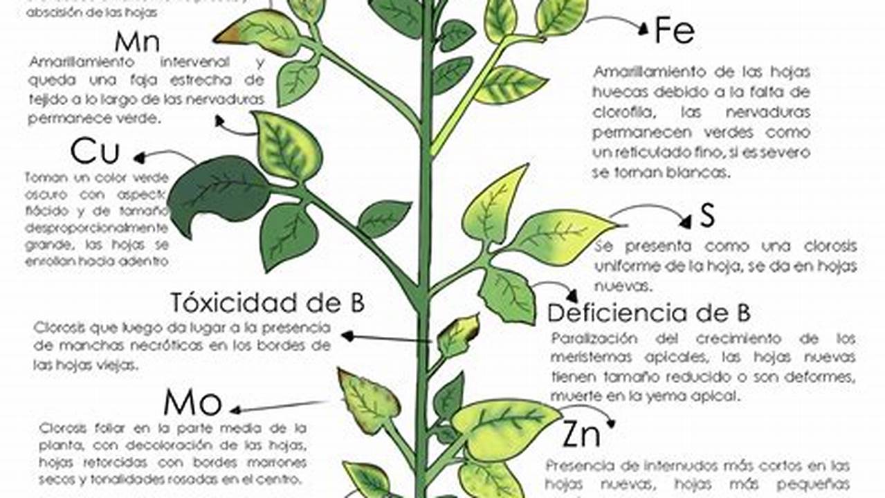 2. Falta De Nutrientes, Plantas