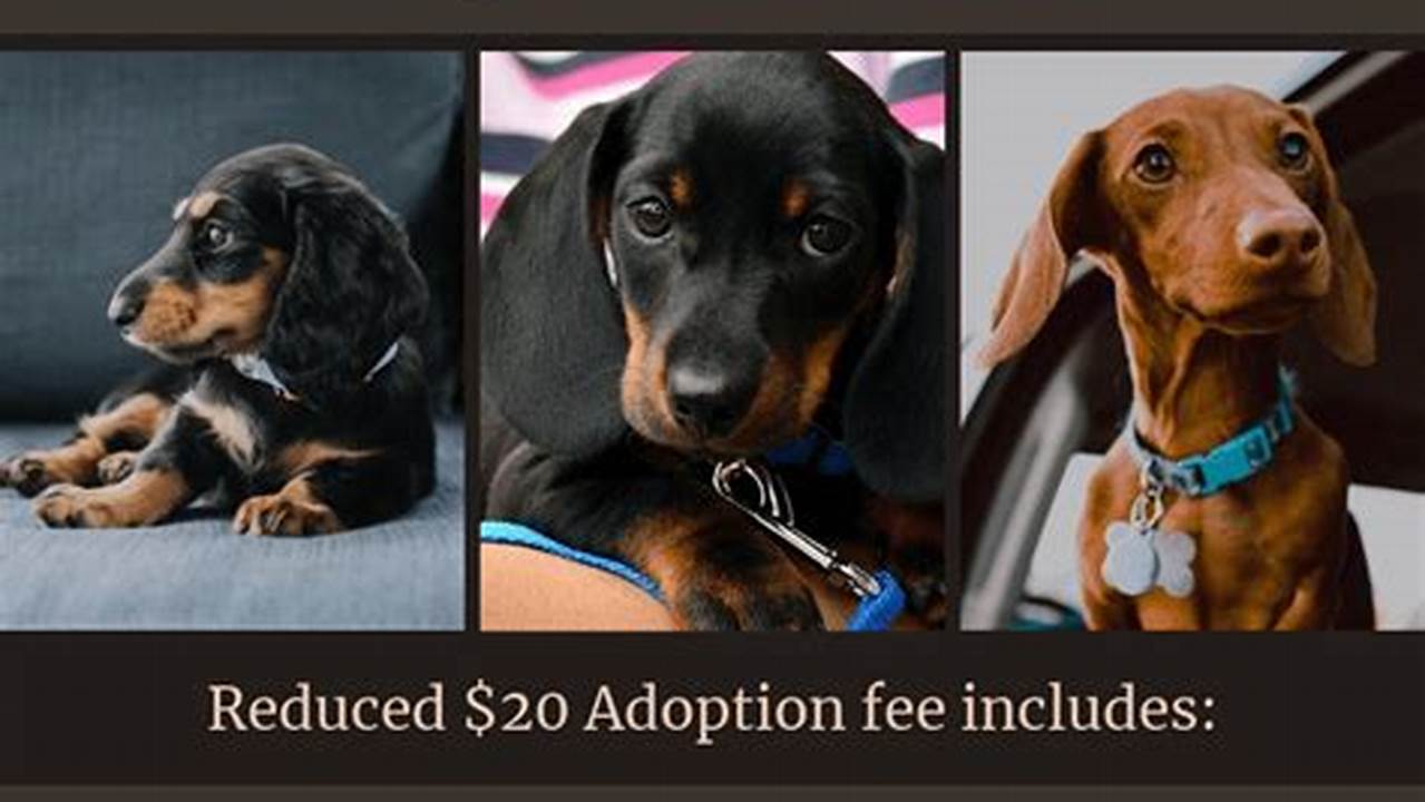 20% Off Order For Pet Adopters, 2024