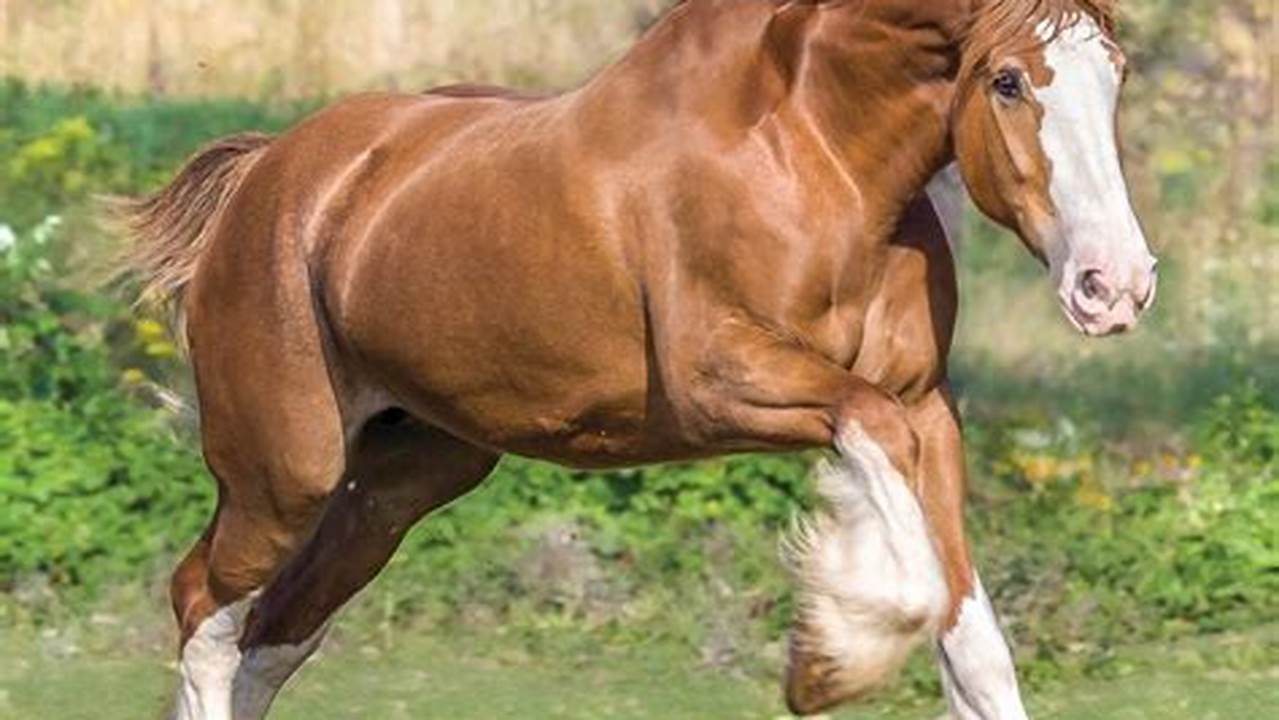 2024 Budweiser Clydesdale Calendar