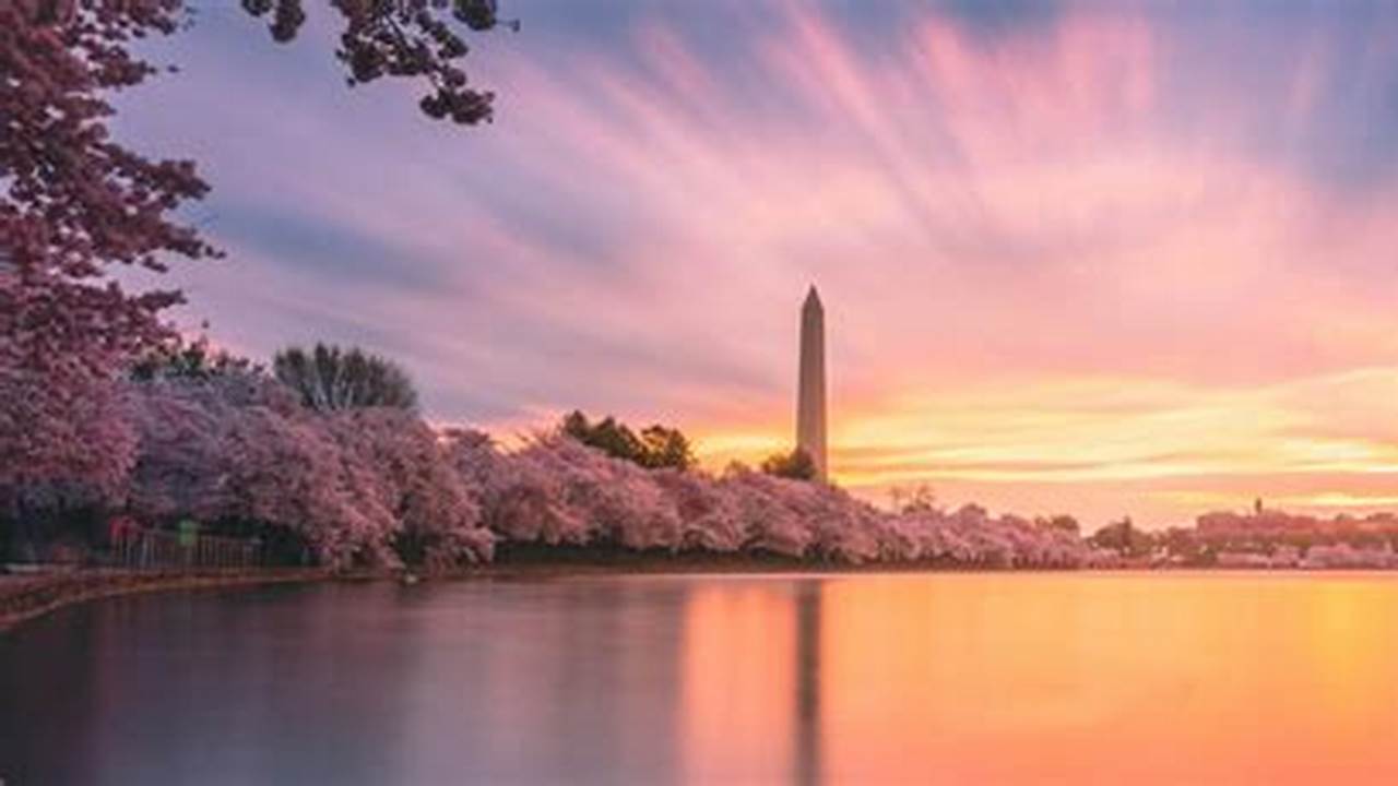 2024 Cherry Blossom Festival Dc