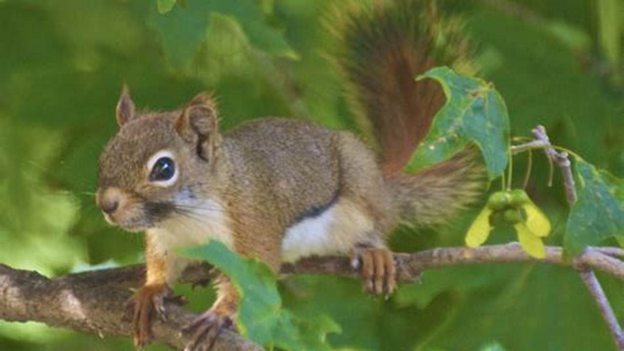 2024 Indiana Squirrel Season