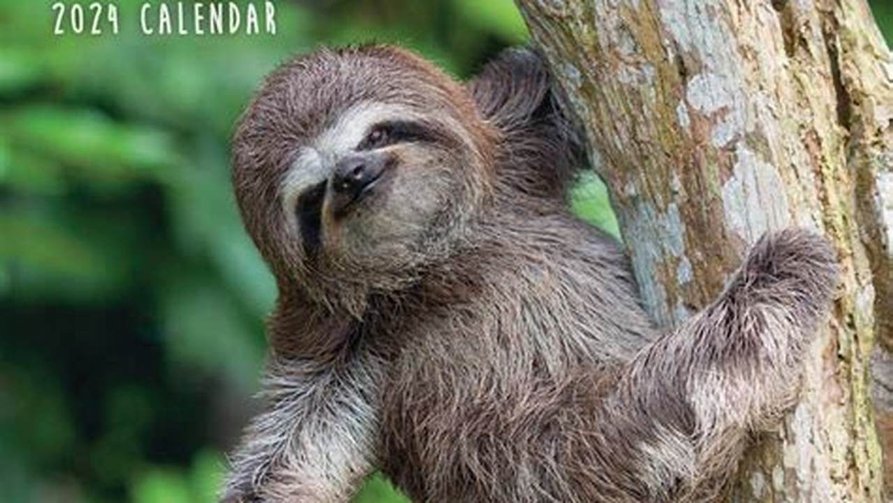 2024 Sloth Calendar