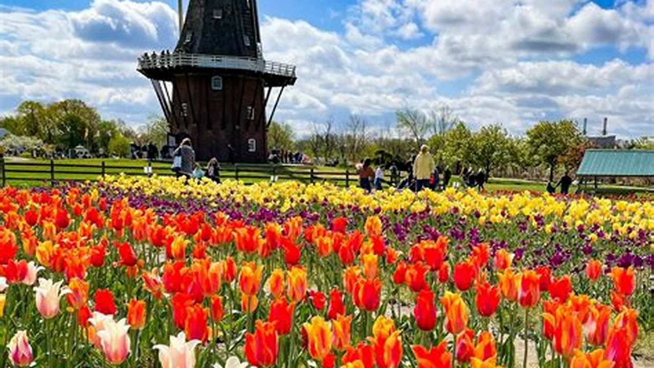 2024 Tulip Festival Holland Michigan