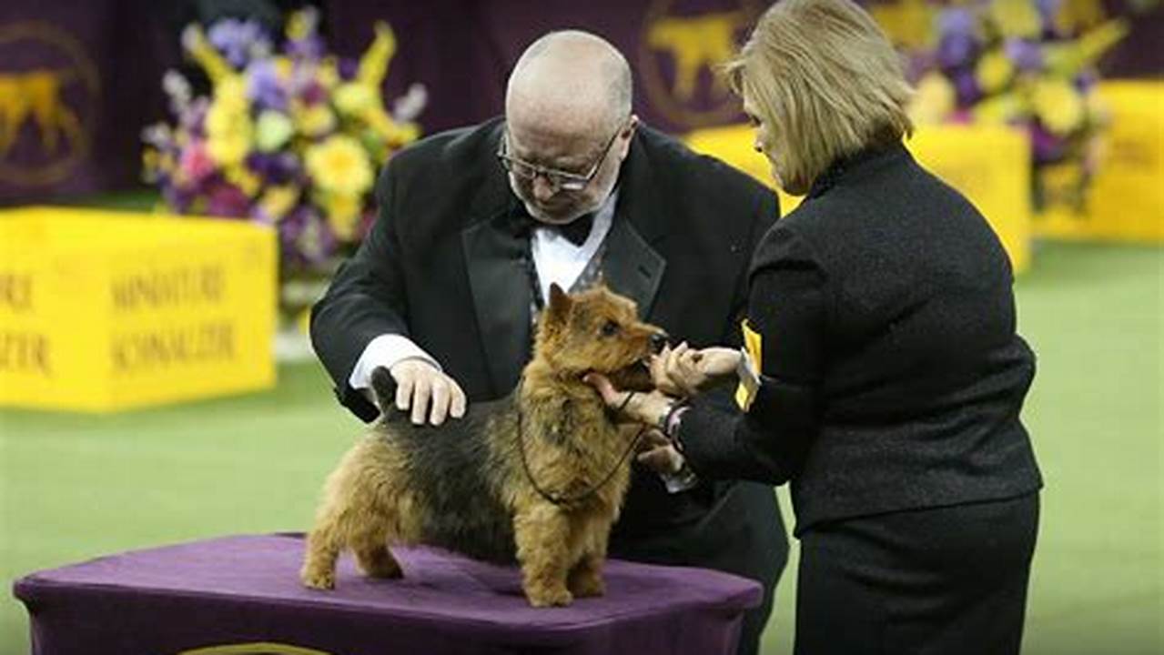 2024 Westminster Kennel Club Dog Show Schedule Of Events., 2024