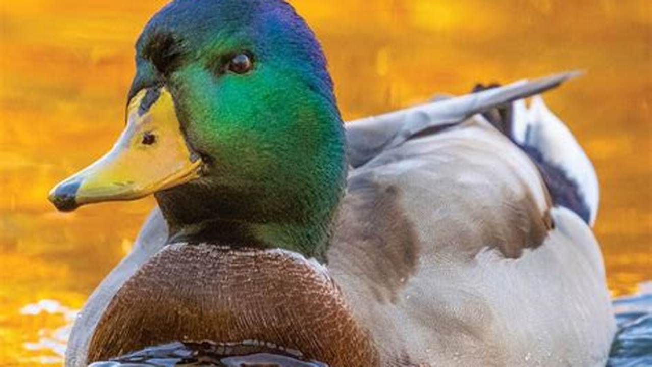 2024 Wisconsin Waterfowl Season