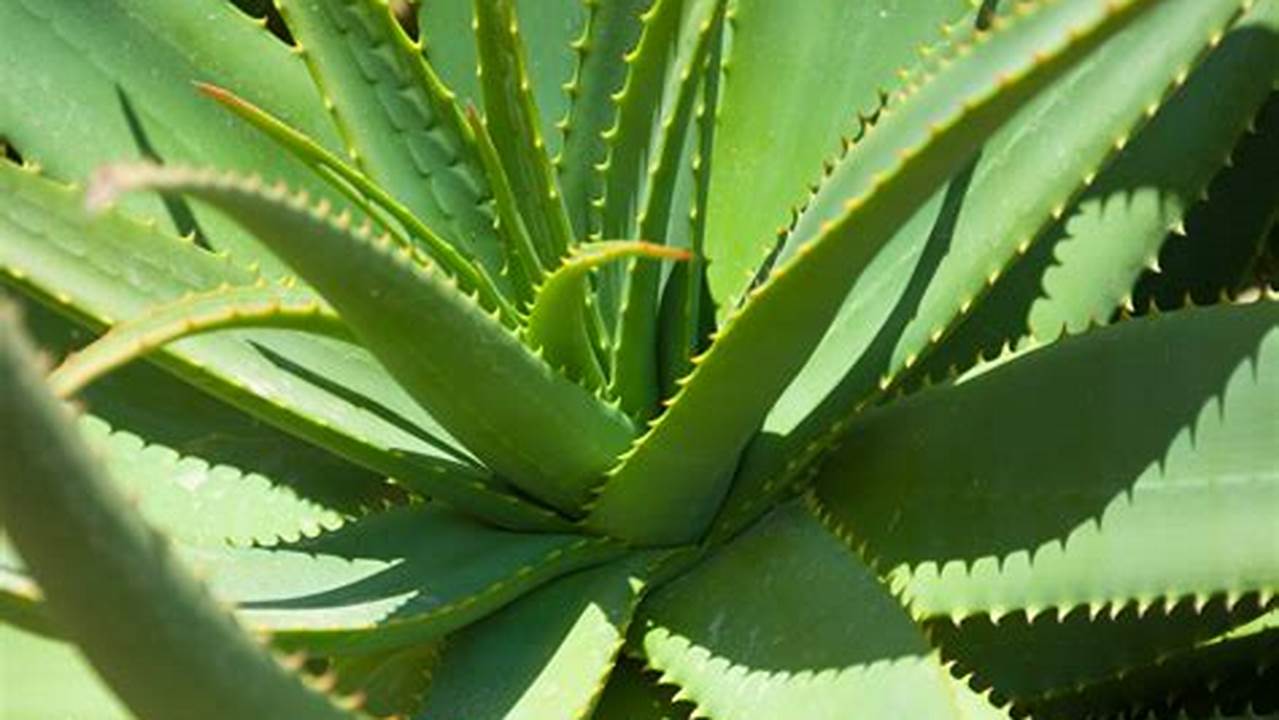 3. Aloe Vera, Plantas