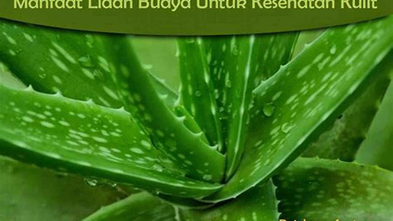 Terungkap! 4 Khasiat Luar Biasa Lidah Buaya untuk Kesehatan