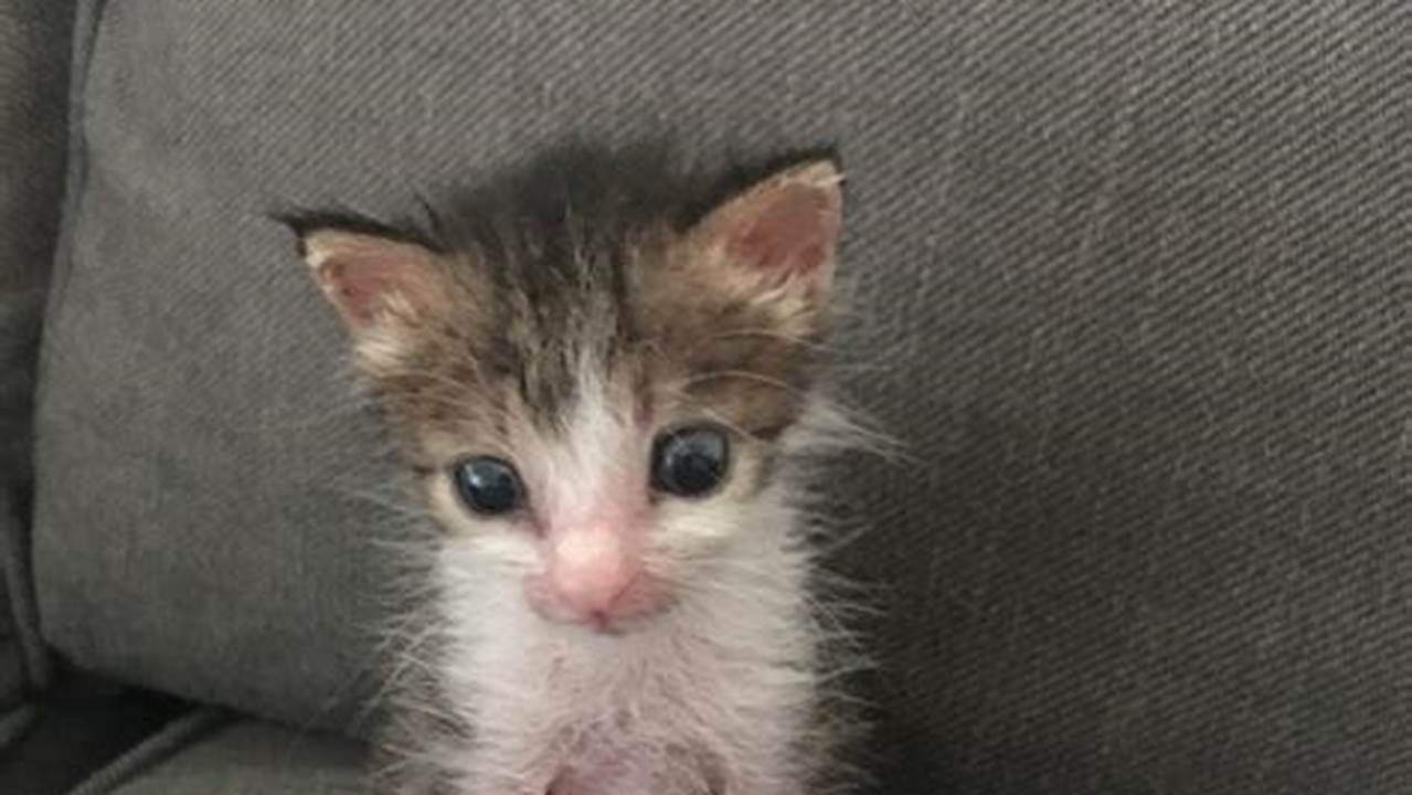 See our Amazing Gallery of Adorable 4 Week Old Kitten Photos