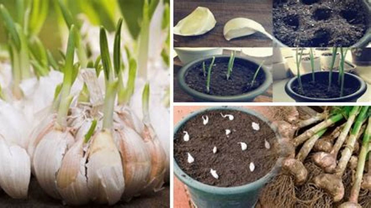 4. Exemplo De Como Plantar Alho, Plantas