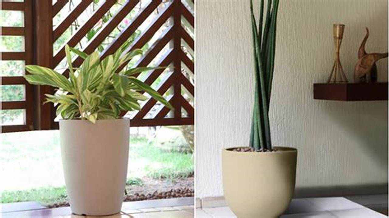 4. Mantenha O Vaso De Plantas Limpo, Plantas