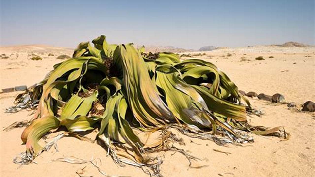 4. Welwitschia Mirabilis, Plantas