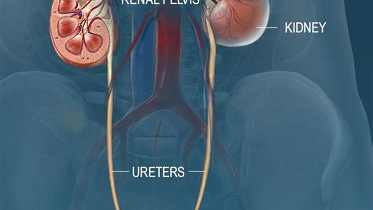 5 ° 07’ Kidney, Ureter, Urinary Bladder, Veins, Skin, 2024