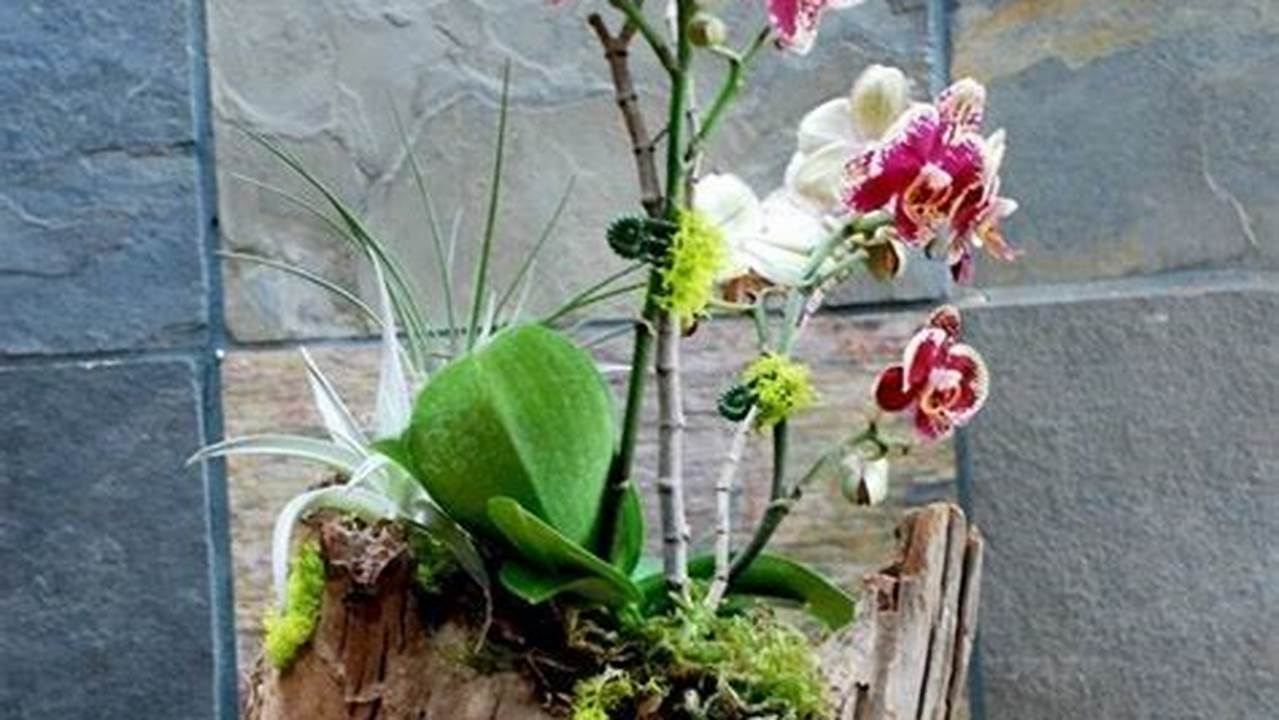 6. Exemplos De Orquídea Em Tronco De Madeira, Plantas