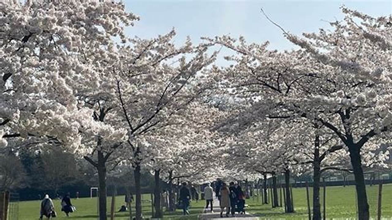 A Cherry Blossom Tree Is Pictured In Battersea Park, In London, On April 9, 2023 During A Sunny Spring Day., 2024