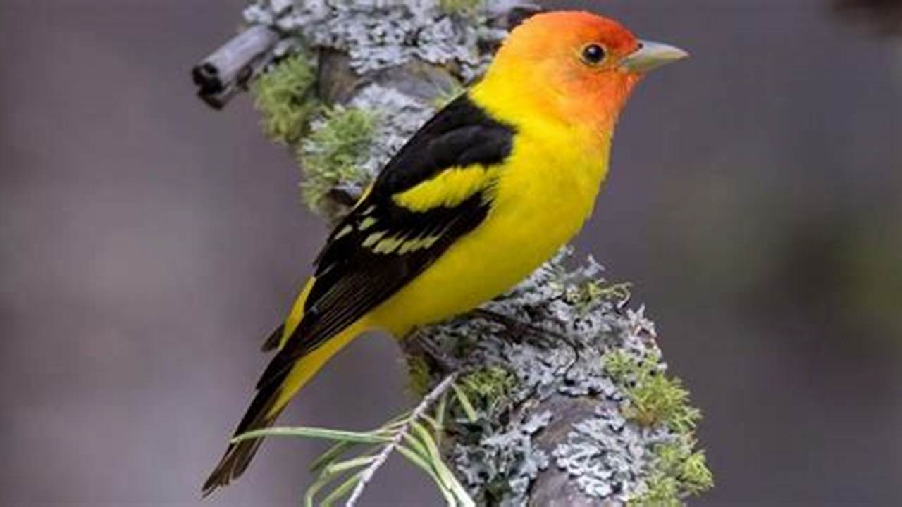 A Clear Look At A Male Western Tanager Is Like Looking At A Flame, Images