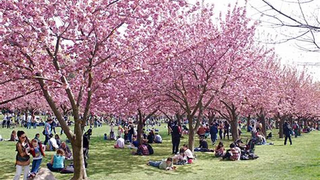 A Complete Guide To Cherry Blossom Season At Brooklyn Botanic Garden., 2024
