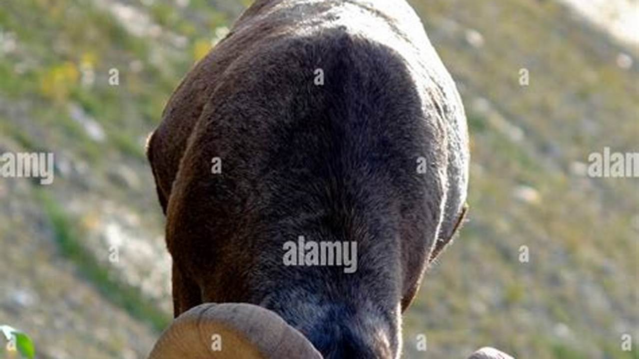 A Juvenile (Lamb) Bighorn Sheep Are Named For The Large, Curved Horns Borne By The Rams (Males)., Images