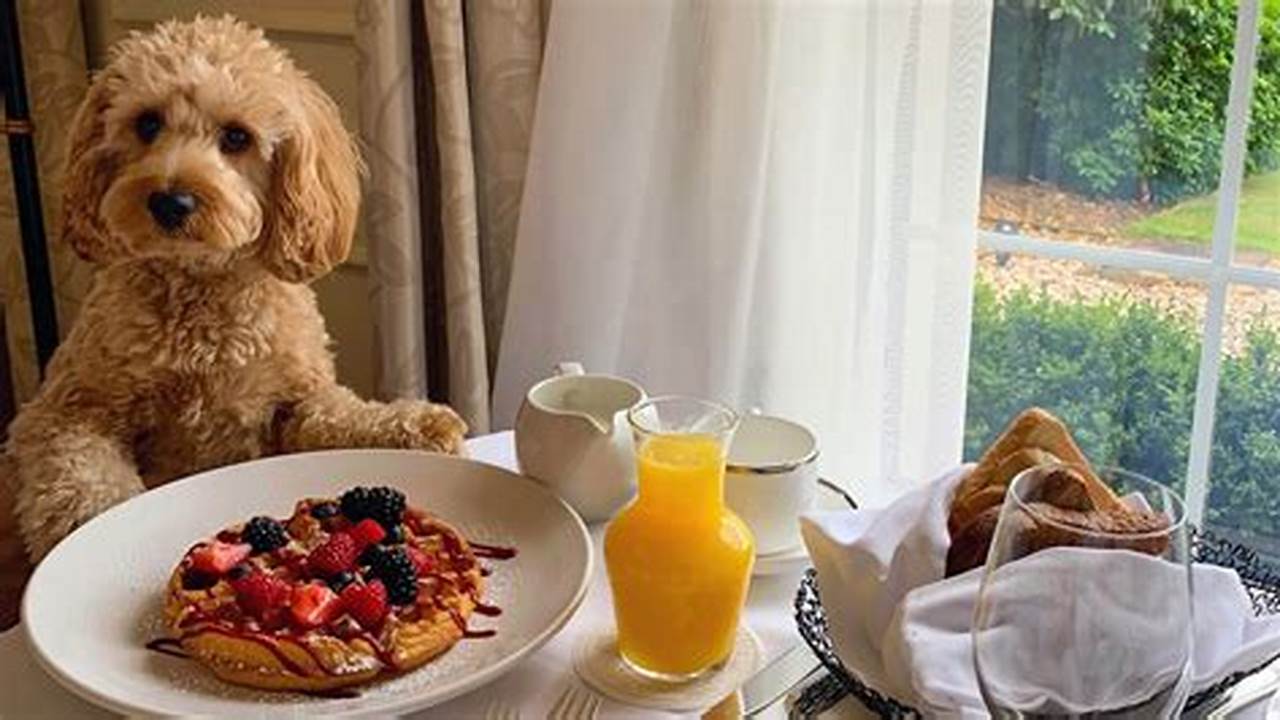 A Hotel That Offers A Pet-friendly Restaurant Means You Can Enjoy A Meal With Your Furry Friend Without Having To Leave The Hotel., Pet Friendly Hotel