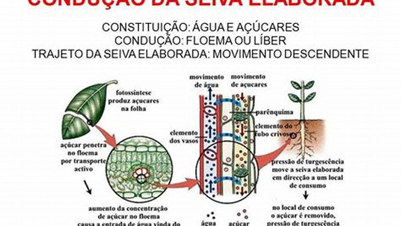 A Seiva Das Plantas Está Em Ascensão., Plantas