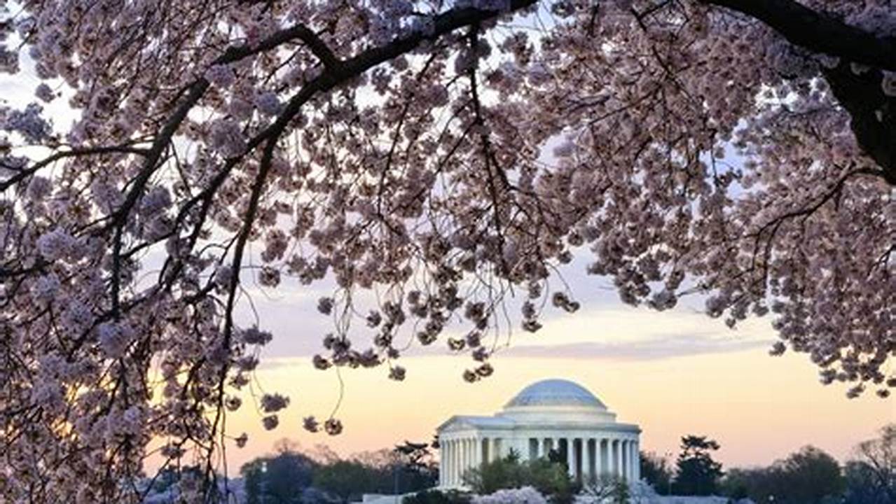 About 150 Of Washington, D.c.&#039;s Famous Cherry Trees Near The National Mall Will Be Removed This Spring In Order To Repair A Crumbling Sea Wall., 2024