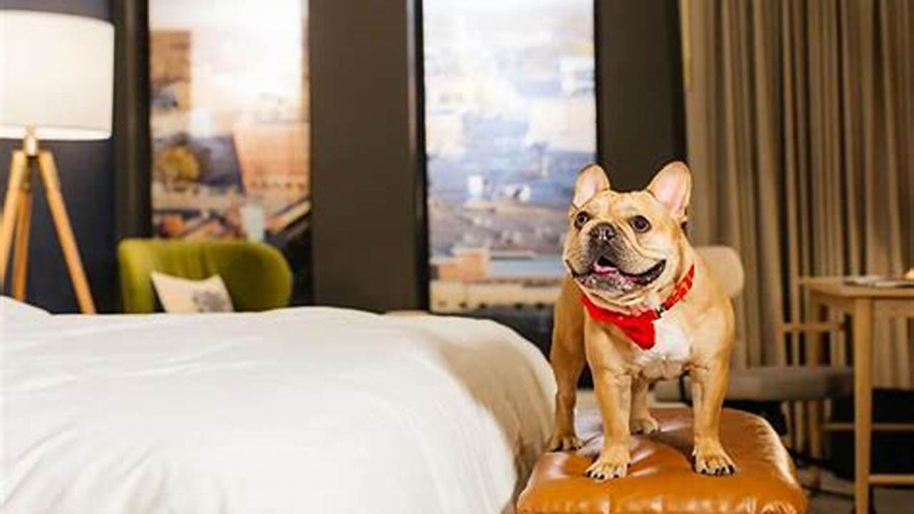 Accommodation Options, Pet Friendly Hotel