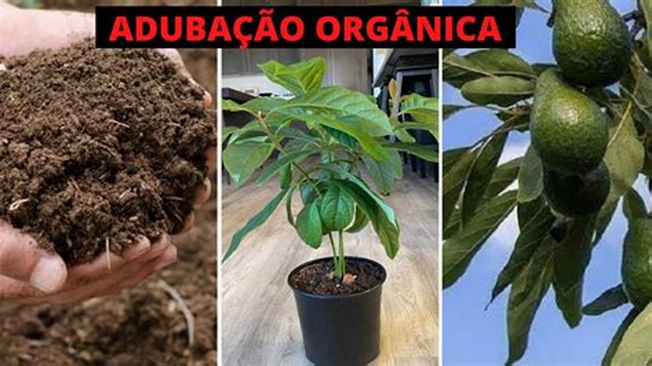 Adubação Do Abacateiro, Plantas