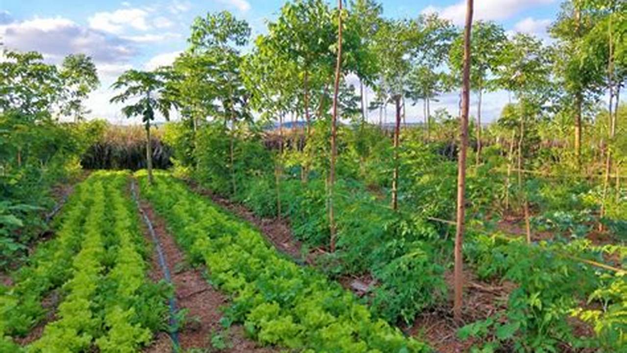 Agroforestry, Farming Practices