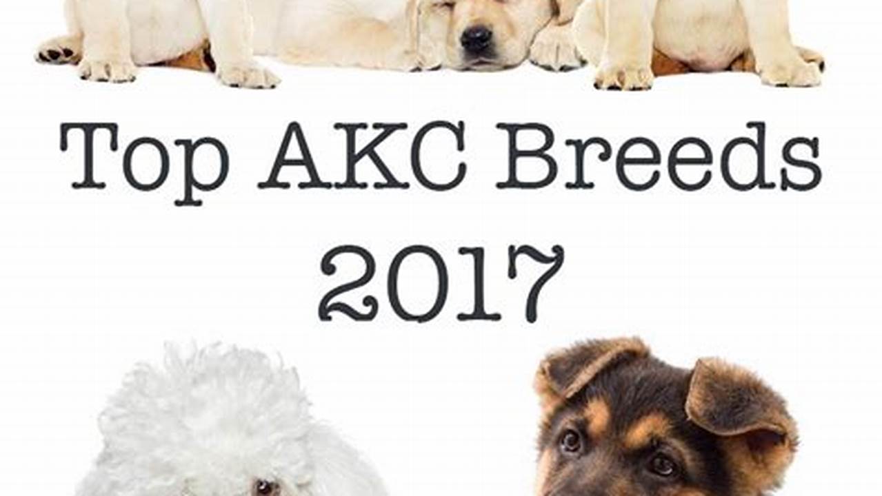 Akc Top 20 Dog Breeds 2024