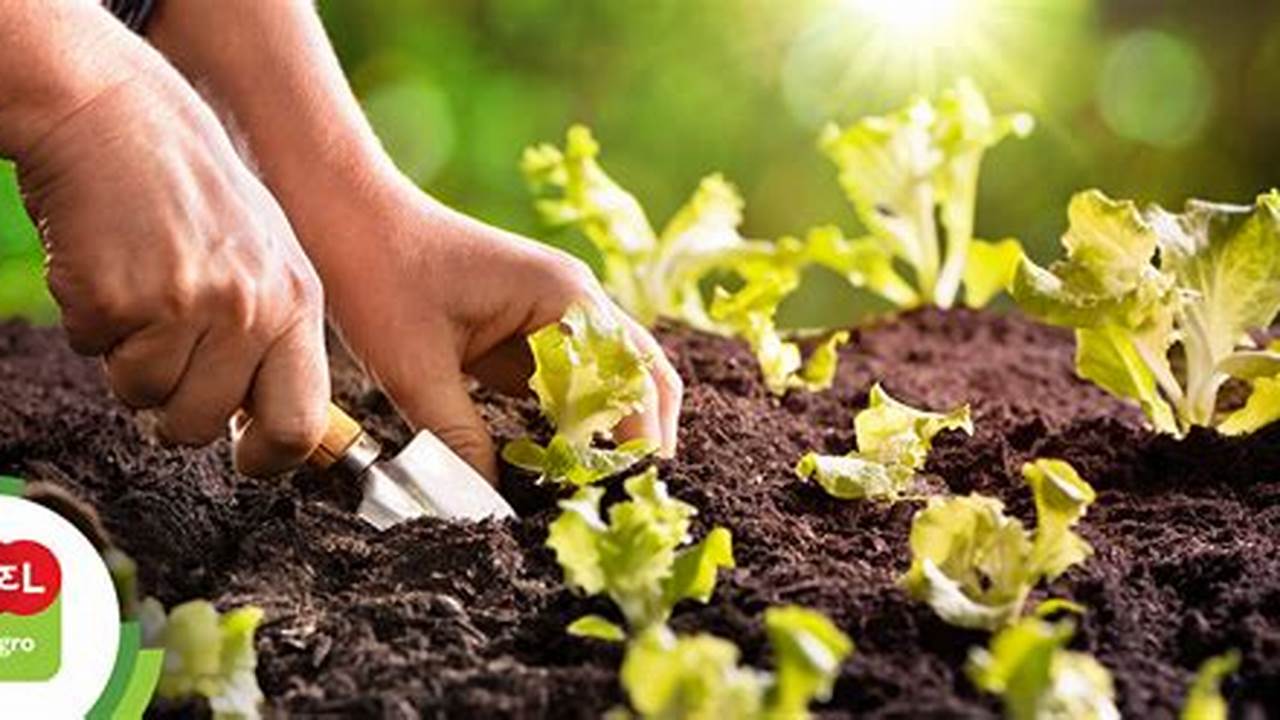 Alguns Exemplos De Vegetais E Frutas Que Você Pode Plantar Na Sua Horta, Plantas