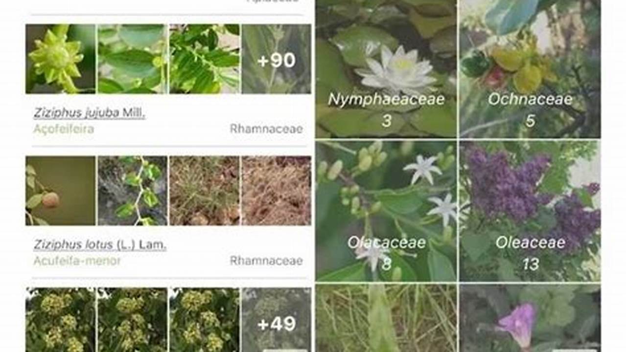 Alguns Dos Melhores Aplicativos Para Saber Nome De Plantas Gratuitos, Plantas