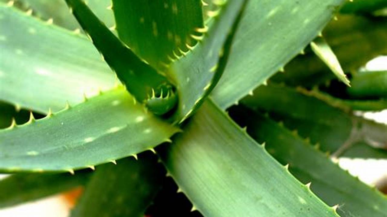 Aloe Vera, Plantas