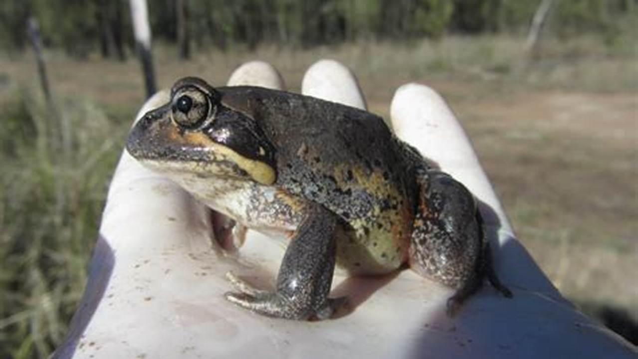 Although We’re Fortunate To Have At Least 242 Native Frog Species In Australia , 35 Are Considered Threatened With Extinction., 2024